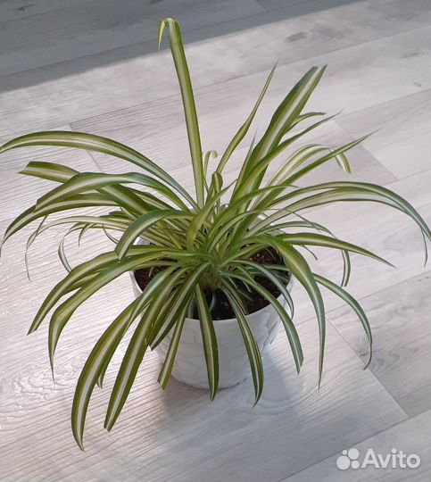 Хлорофитум