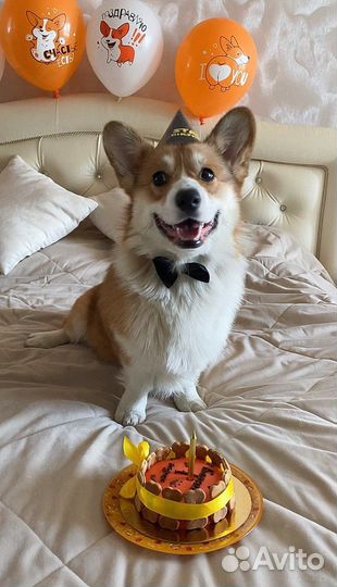 Собака для фотосессии