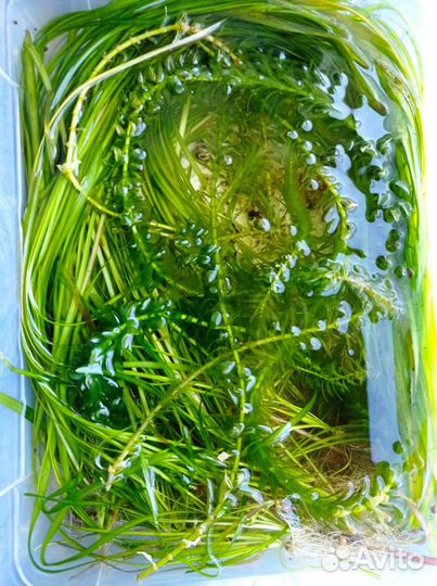 Валеснерия