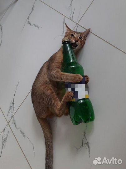Абиссинская кошка