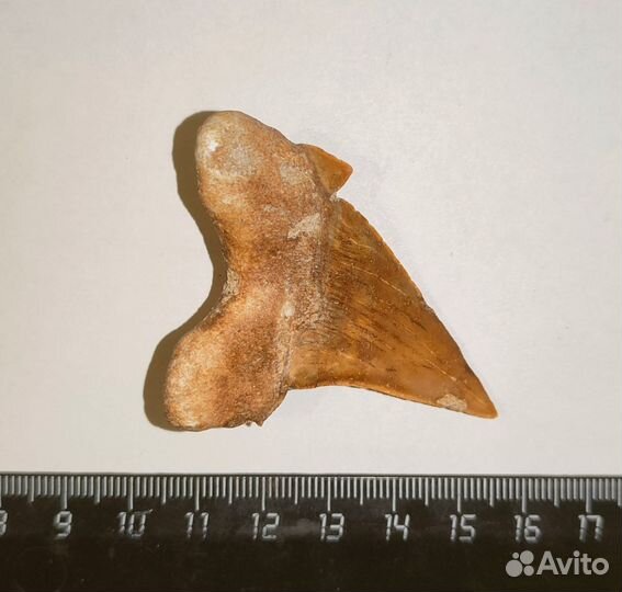 Зуб акулы Otodus (6,2 см), Марокко / Окаменелости