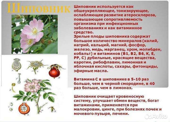 Шиповник сушеный