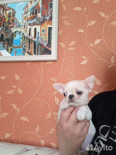 Щенки чихуахуа