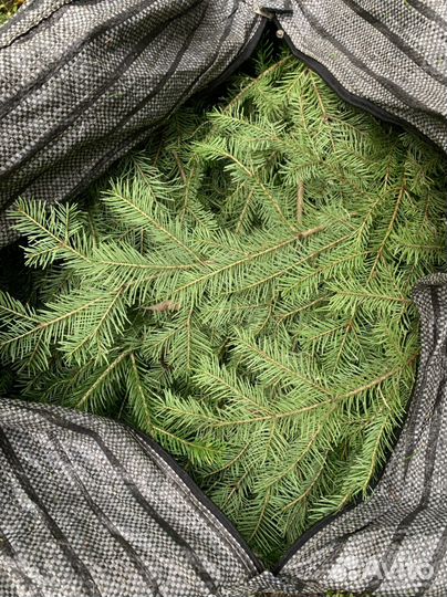 Свежие пихтовые веники для вашего здоровья