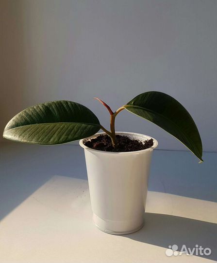 Фикус каучуконосный (эластика)