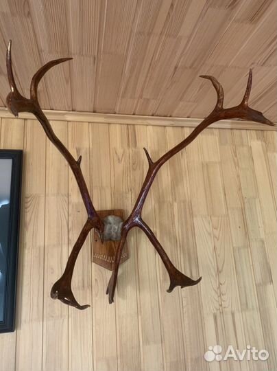 Рога оленя