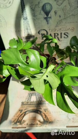 Монстера минима рафидофора тетрасперма