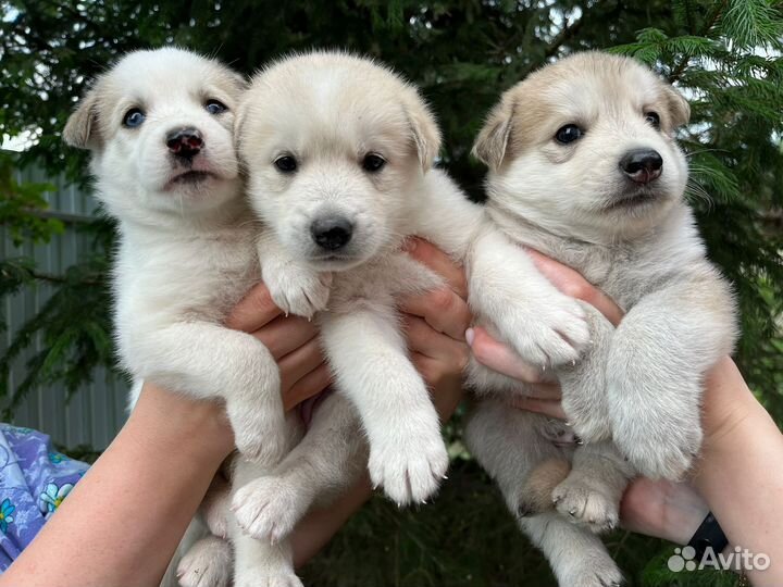 Собака в добрые руки отдам бесплатно