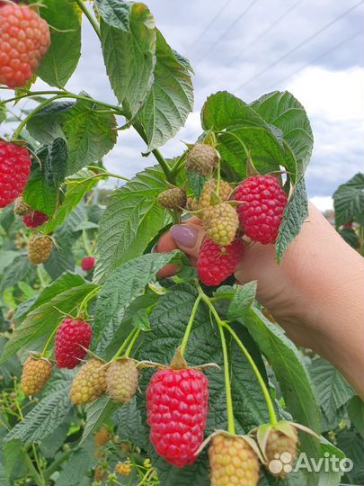 Саженцы малины