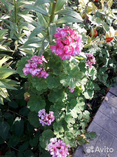 Пеларгония