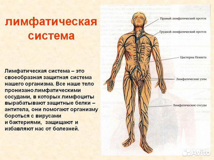 Массаж профессиональный