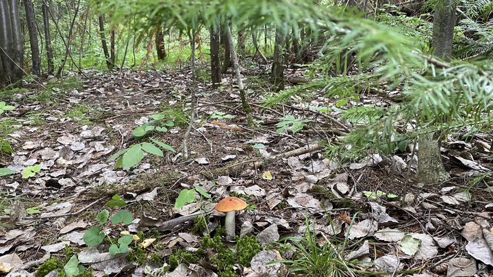 Участок 6,5 сот. (СНТ, ДНП)