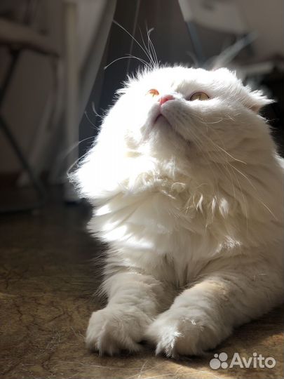 Шотландский кот на вязку бесплатно