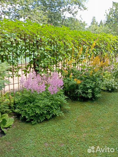 Садовые кустарники, цветы