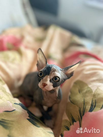 Донской сфинкс