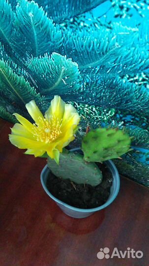 Кактус Опунция