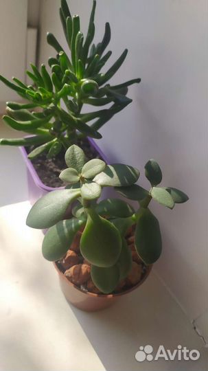 Крассула хоббит толстянка денежное дерево