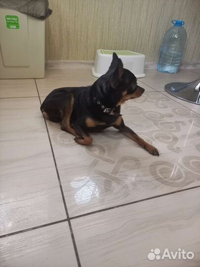 Хочет стать отцом