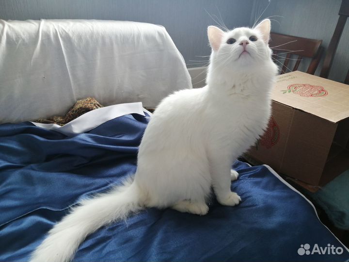 Белые пушки