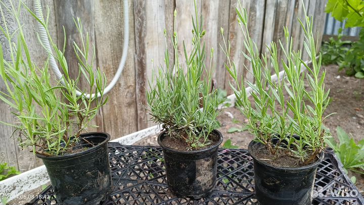 Лаванда саженцы