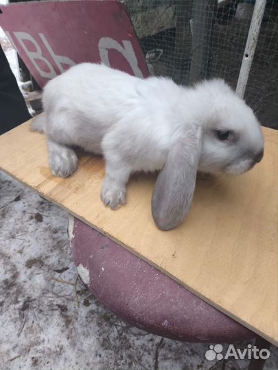 Кролики породы французский баран