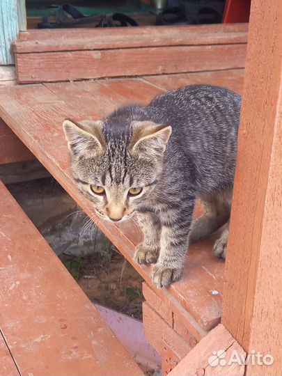 Котята мальчики 1 мес