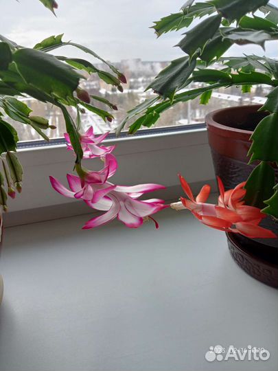 Шлюмбергер - двух видов цветов