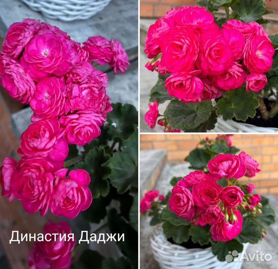 Сортовые пеларгонии (герани)