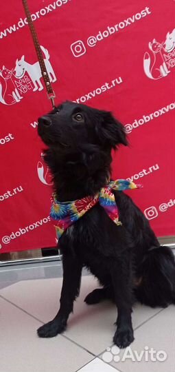 Метис спаниеля, 1,5 года