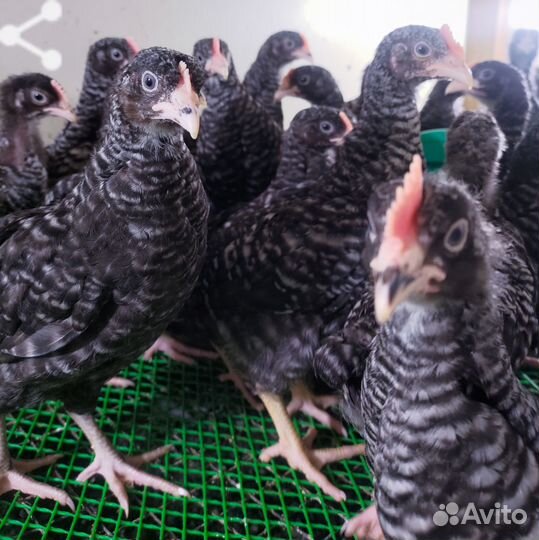 Подрощннные цыплята доминант 959,дс109