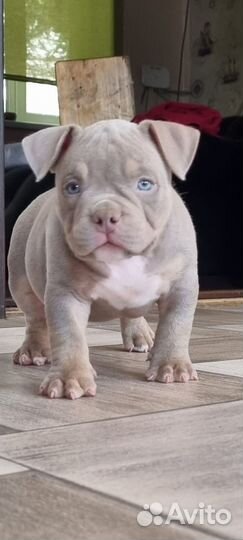 Девочка американский булли