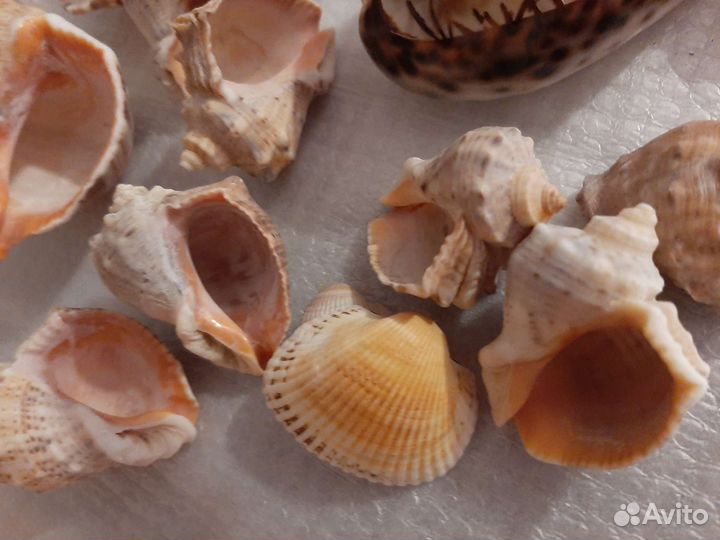 Ракушки