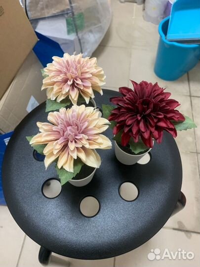 Фейка астра, икеа