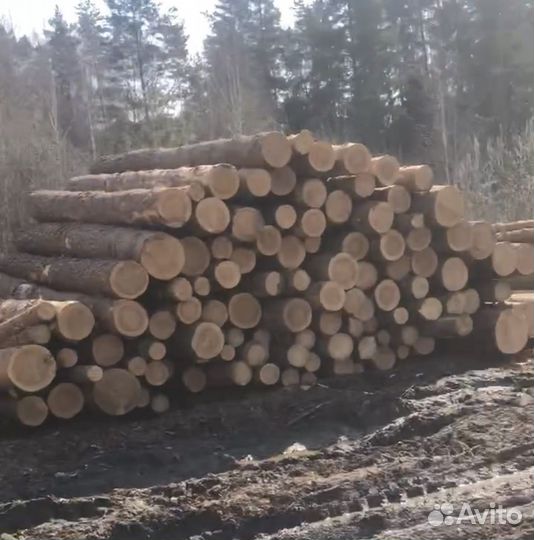 Кругляк ёлка