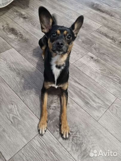 Русский той-терьер