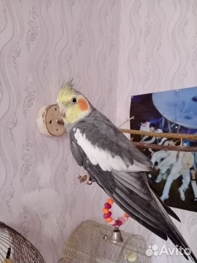 Попугай корелла ручной