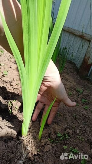 Многолетние ирисы вербейник женские слезы