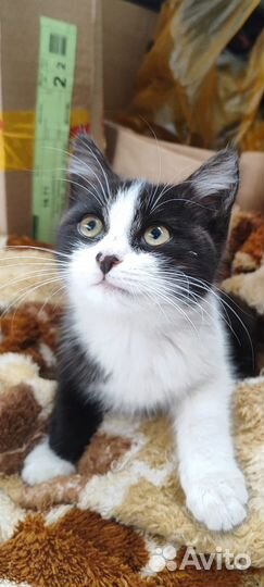 Котенок в добрые руки