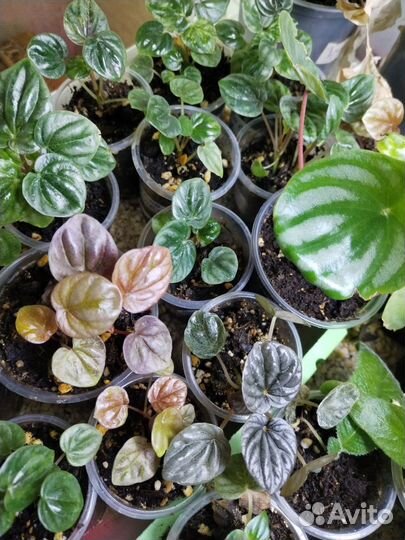 Комнатные цветы