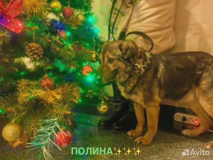 Собака из приюта