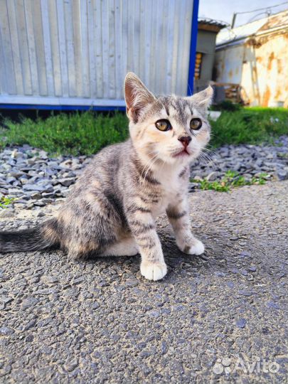 Котёнок в дар