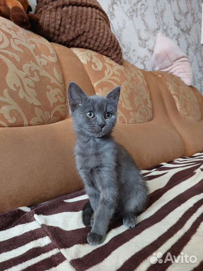 Котята в добрые руки (девочки)