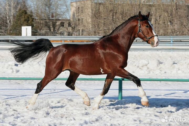 Орловский жеребец Индекс