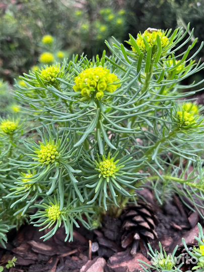 Декоративные растения для сада