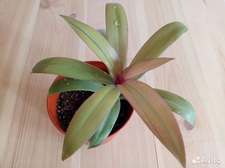 Традесканции 38 сортов, часть 4