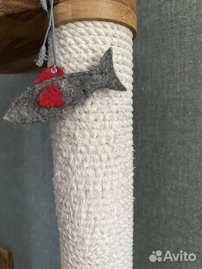 Когтеточка Catsby Family tree