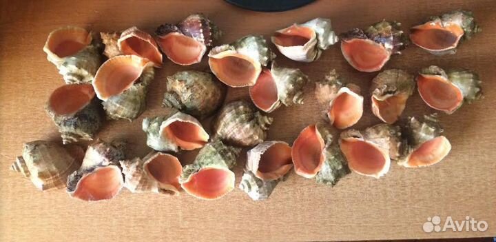 Морские ракушки 