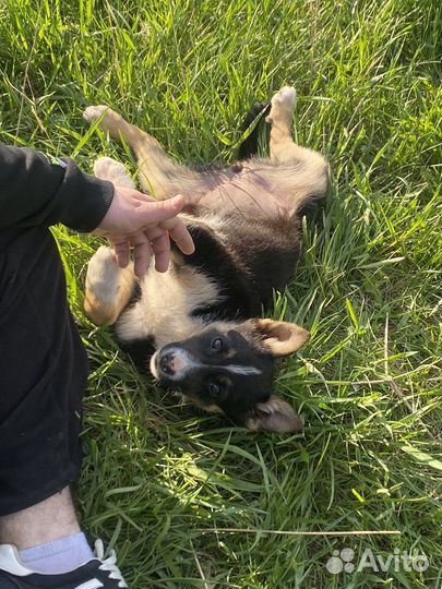 Собака в добрые руки щенок