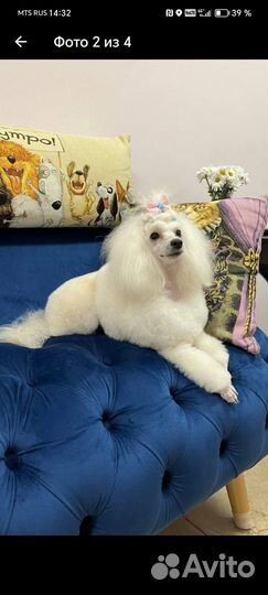 Собаки щенки той-пудель