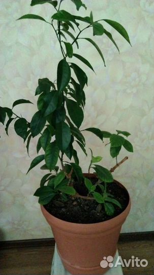 Цитрусовое дерево